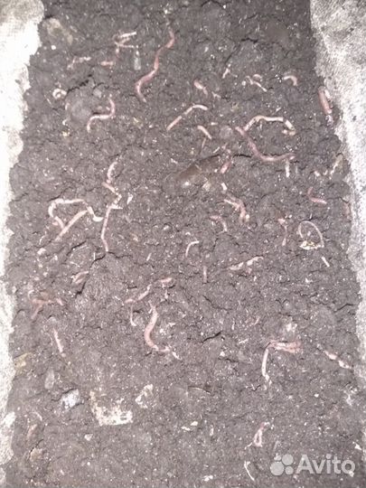 Калифорнийские черви в 6л ящике с биогумусом