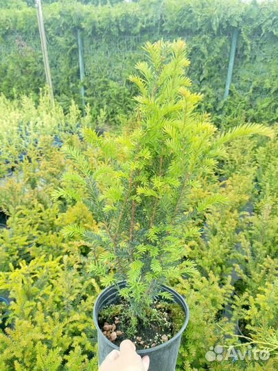 Тис ягодный