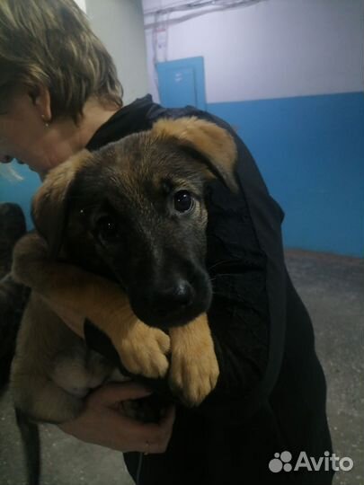 Немецкая овчарка смесь в добрые руки