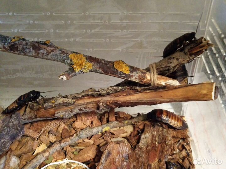 Таракан мадагаскарский