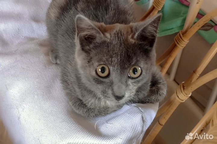 Котенок Пеструша которая жила под контейнером