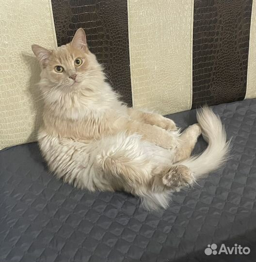 Кот сибирский метис