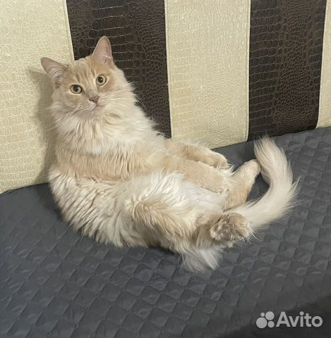 Кот сибирский метис объявление продам