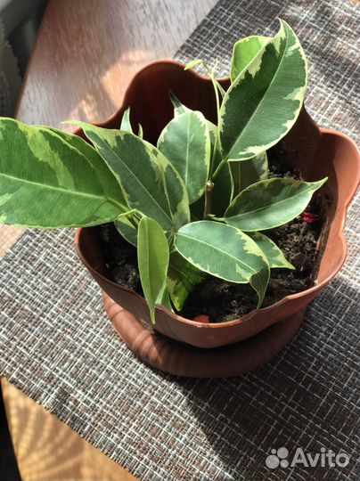 Фикус бенджамина