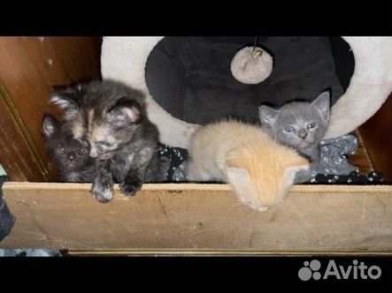 Котята в добрые руки