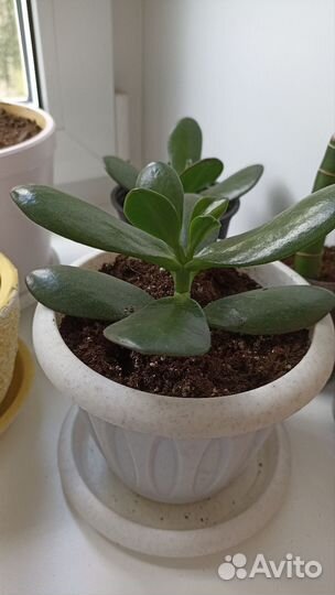 Комнатные цветы