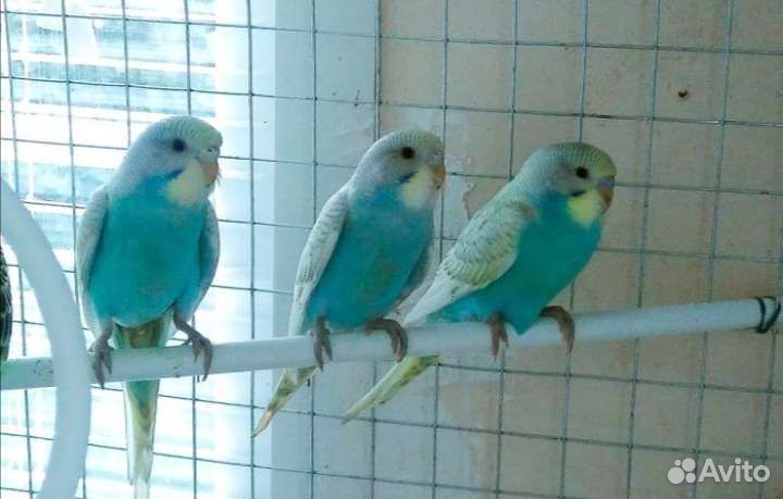 Попугаи домашнего разведения