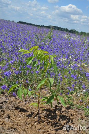 Саженцы грецкого ореха 