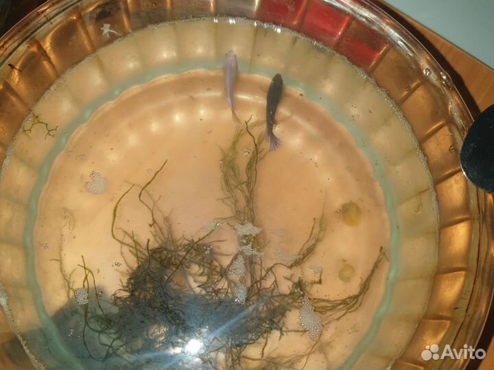 Рыбка петушок самка