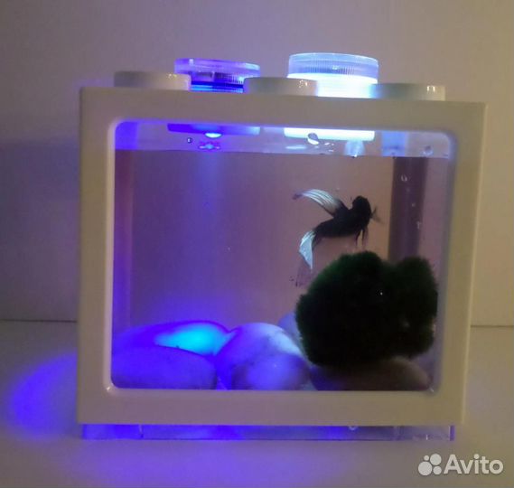 Аквариум, моримо кладофора, 4 удобрения