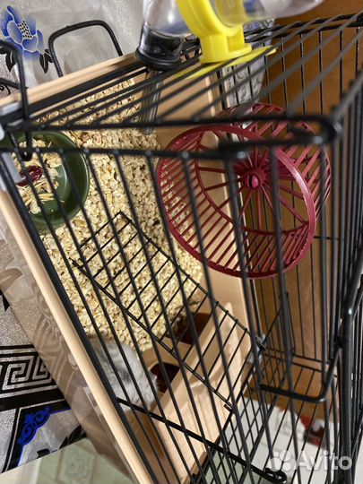 Хомяк с клеткой