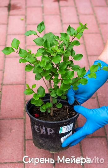 Сирень мейера, Аукубафолия, жасмин, ива