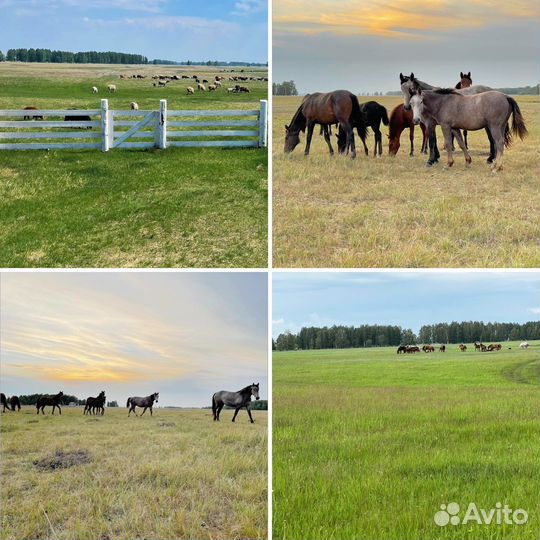Фермерское хозяйство
