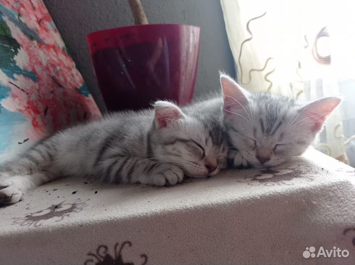 Домашние животные кошки