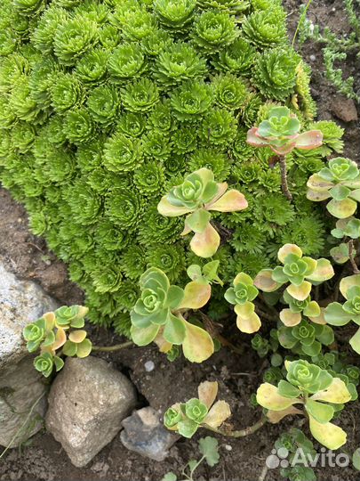 Молодило, очитки