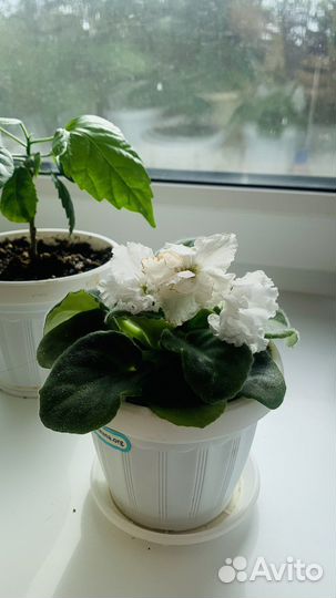 Комнатные цветы