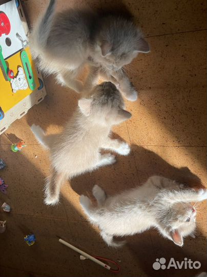 Котята в добрые руки даром