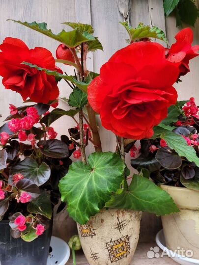 Комнатные растения цветы