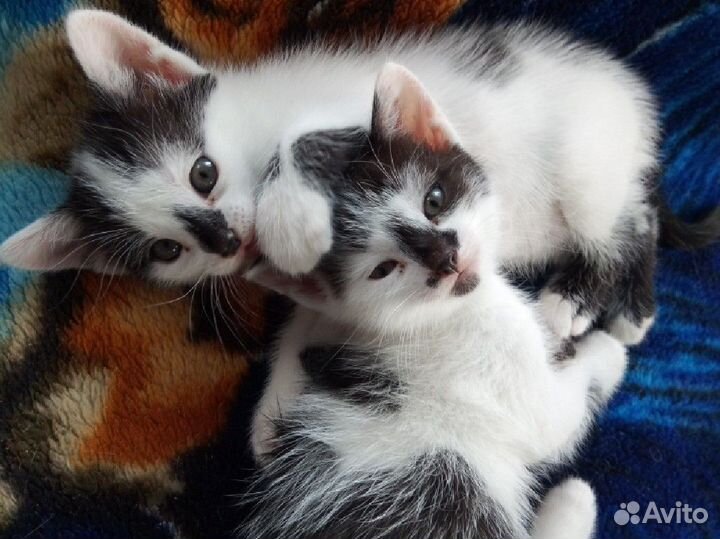 Котята мышеловы