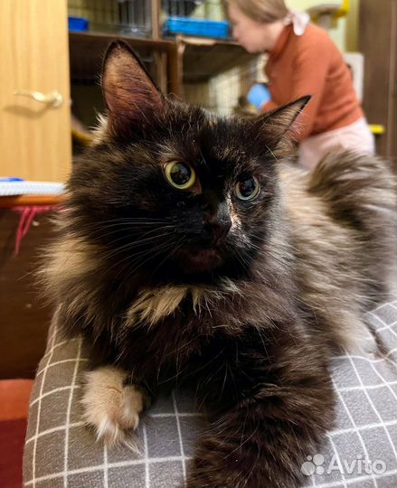 Кошка Маняша - желтые глазки в добрые руки