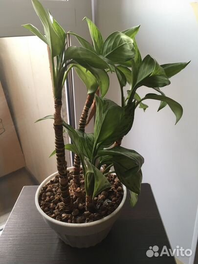 Комнатные растения