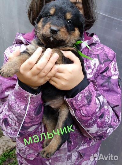 Щенки метисы ротвейлера