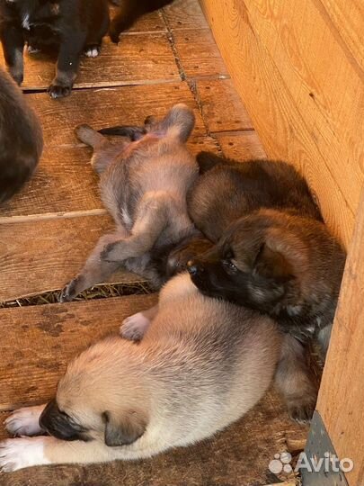 Собаки бесплатно