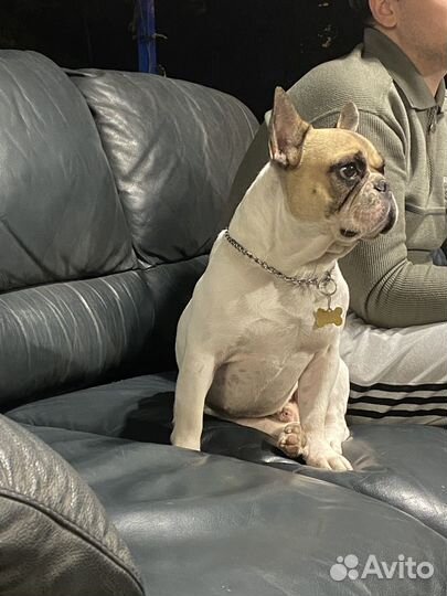 Французский бульдог