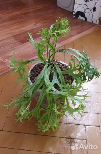 Папоротники, кротоны