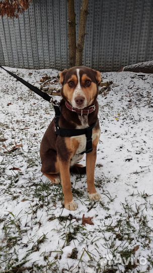 Кобель 1,4мес