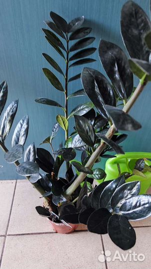 Замиокулькас черный Равен