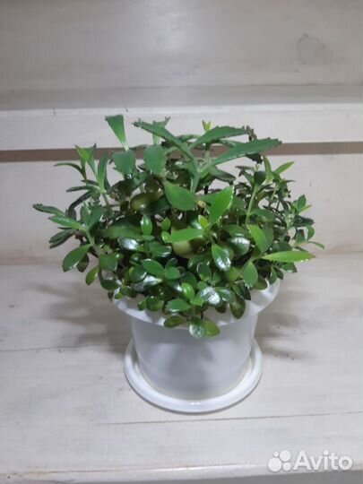 Комнатные растения