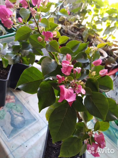 Бугенвиллия взрослая и детки