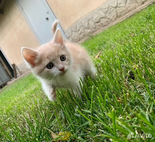 Кошка в дар