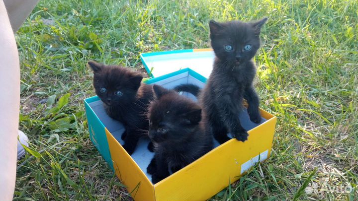 Котята в добрые руки