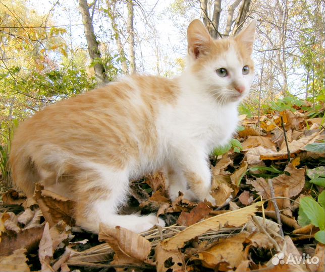 Котенок (мальчик)