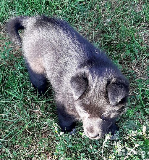 Отдам щенка в добрые руки бесплатно