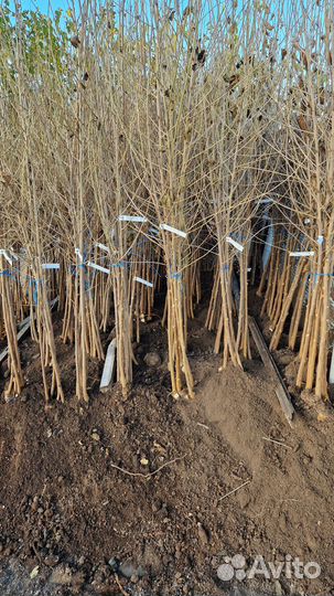 Саженцы шелковица