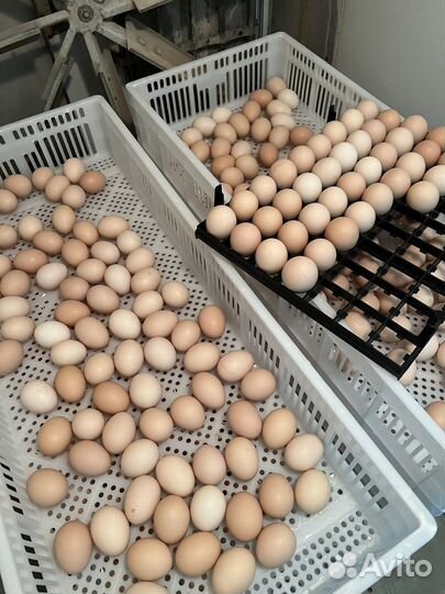 Цыплята бройлеры суточные