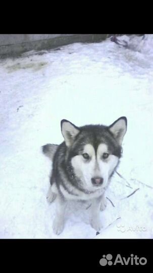 Щеночки маламута