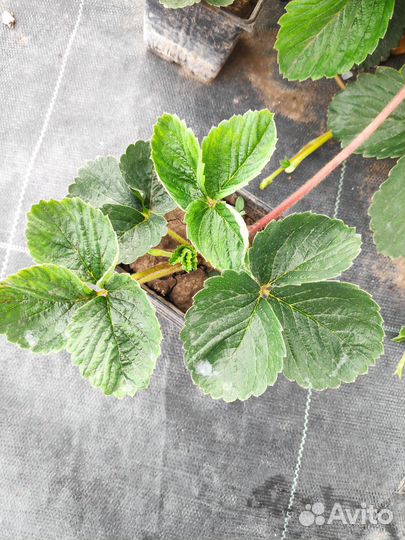 Клубника свежая ягода Белгород