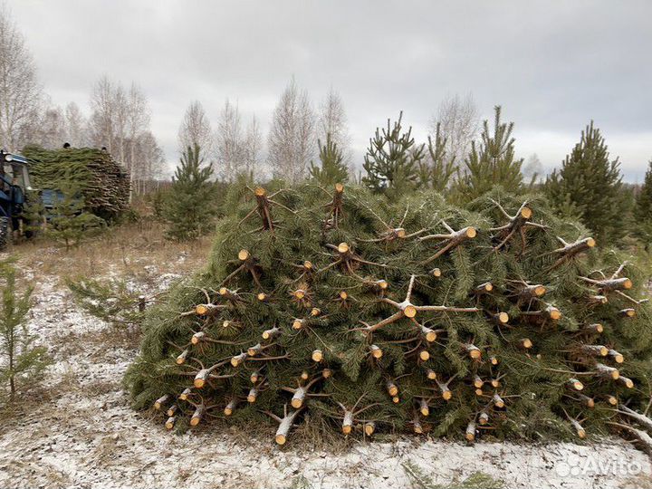 Сосна Новогодняя