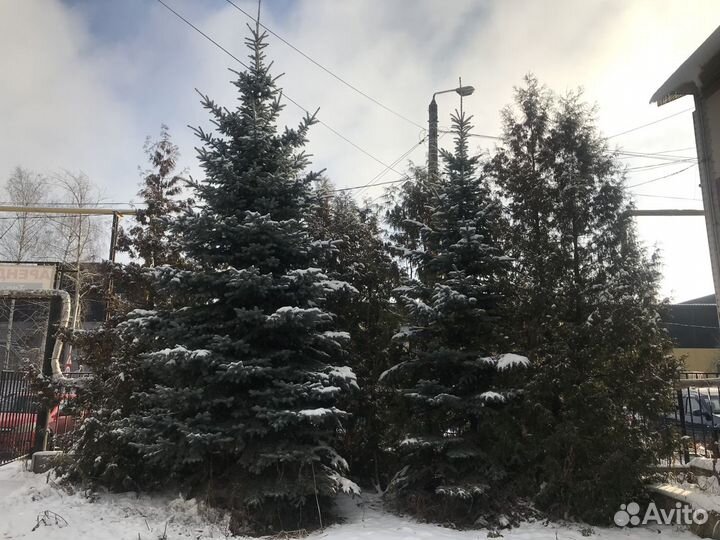 Ель голубая