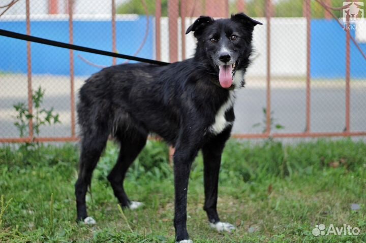 Веселая Джуси