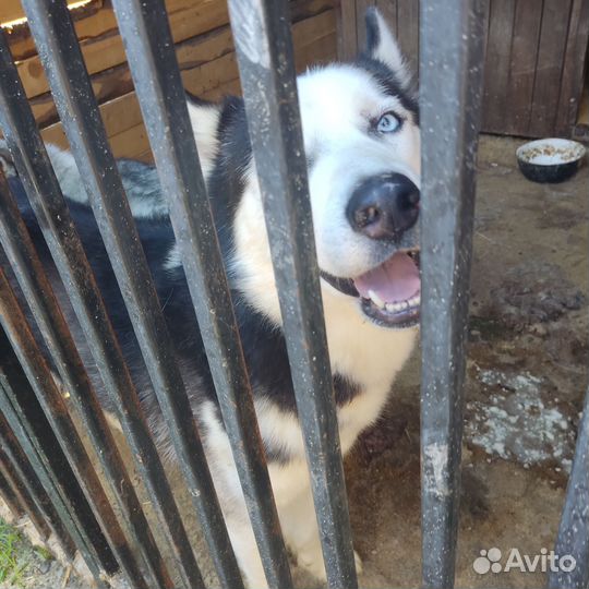 Хаски с приюта