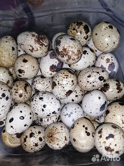 Яйца перепелиные домашние