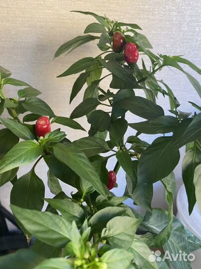 Перец комнатный острый