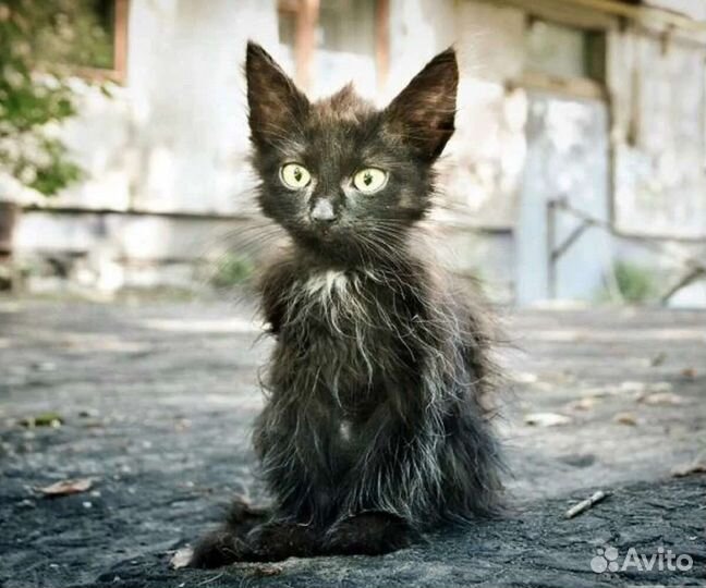 Котики оттуда