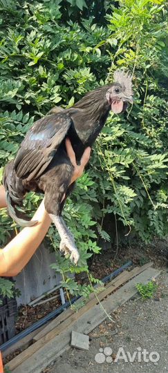 Молодые петушки Ухейилюль, возраст 5 месяцев