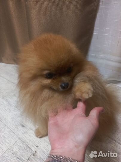 Вязка Шпица